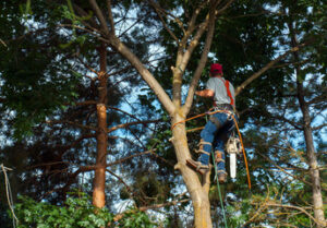 Pruning Trees